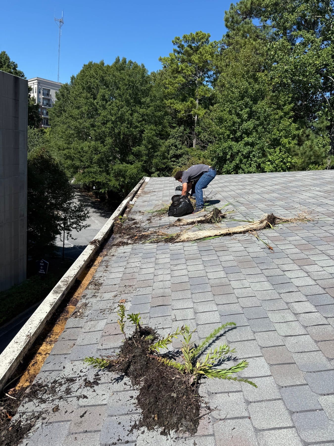 A cleaner pulling plants and debris out of a commercial roof gutter